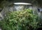 Marijuana garden