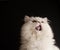 Kitten licking its mouth