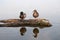 Stock Image : Mallard ducks standing on a log