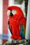 Parrot