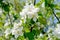 Pear blossom