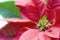 Poinsettia Macro Over White