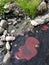 Polluted water: red algae