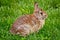 Stock Image : Rabbit/Eastern cottontail.