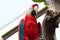 Scarlet Macaw In A Zoo