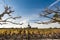 Vinyard in Bordeaux in autumn