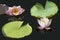 Waterlilies