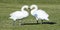 Swans Making Heart Shape