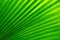 Natural background from palm leaf