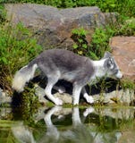 白狐,亦称白色,极性或者雪狐狸 免版税库存照片