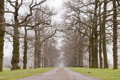 Alley Of Historic Trees In Winter Symmetrical Winter Royalty Free Stock Photos Image