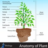 Mint Plant - Spearmint Royalty Free Stock Image - Image: 14015316