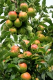 Apple tree. Stock Photos