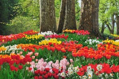 Beautiful flowers beneath three trees Royalty Free Stock Image