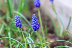 Beautiful garden flowers Stock Photo