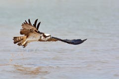 طبيعية الحياة البرية 2013 2014 beautiful-osprey-bird-flying-over-water-66921219.jpg