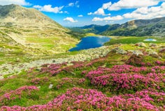 Beautiful rhododendron flowers and Bucura mountain lakes,Retezat mountains,Romania Royalty Free Stock Photography