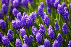 Bee on muscari flowers Stock Images