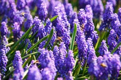 Bees on spring flowers Royalty Free Stock Photos