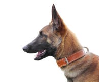Belgian shepherd malinois isolated Belgian shepherd malinois isolated