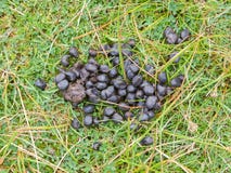 black-color-sheep-excrement-close-up-ground-43006579.jpg