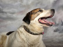 FONDO PERRO PELUDO fondo perro peludo: