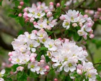 Blossom apple tree Stock Images