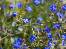 Blue flowers in the wild Royalty Free Stock Photography