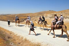 Camel Ride and Desert Activities in the Judean Desert Israel Royalty Free Stock Photos