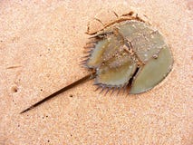 IMAGEN CANGREJO HERRADURA imagen cangrejo herradura: