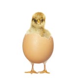 Chicken Hatching Egg Stock Photos &amp; Images