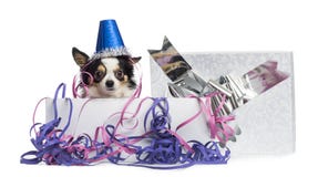 chihuahua-wearing-party-hat-present-box-