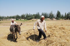 Chinese peasants threshing wheat Royalty Free Stock Photo