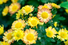 Chrysanthemum jaune Image libre de droits