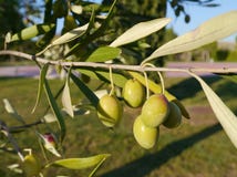 Close up of olive fruits Royalty Free Stock Images