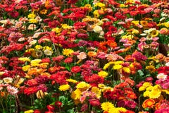 Colorful gerbera flowers Royalty Free Stock Image