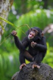 Common Chimpanzee Royalty Free Stock Photo