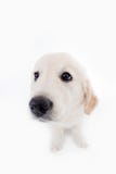 Golden retriever puppies sale new jersey