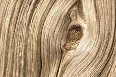 Cypress bark Royalty Free Stock Photos