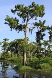 Cypress Tree in Swamp Royalty Free Stock Photos