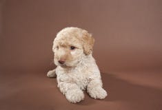 bayern tiere hunde category keywords pudel suche bayern tiere hunde category keywords pudel suche