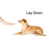 Dog Training Lay Down Stock Photos