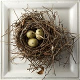 Eggs in Nest Royalty Free Stock Images