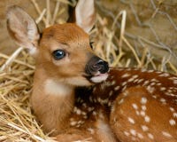 Image result for fawn-barn-resting