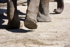 Feet of elephant walking Stock Images
