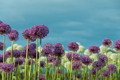 Field of Flowers and Blue Sky Stock Images