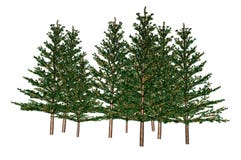 Fir Trees Royalty Free Stock Photo