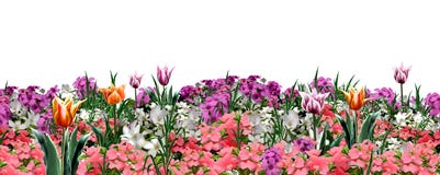 Tulips In Flower Pot Clip Art Stock Images - Image: 2257954