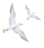 Flying seagulls birds Royalty Free Stock Photography