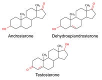 Recepteur nucleaire steroides